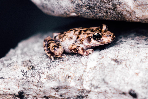 Damm y la Fundación Zoo de Barcelona se unen para impulsar proyectos de conservación de especies amenazadas