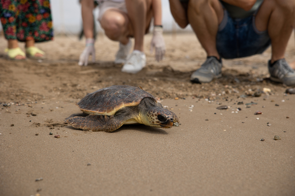 The CRAM Foundation and Damm release the "Inedit" sea turtle on the beach of El Prat de Llobregat