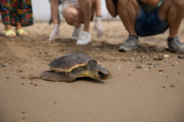 La Fundación CRAM y Damm liberan a la tortuga marina “Inedit” en la playa del Prat de Llobregat