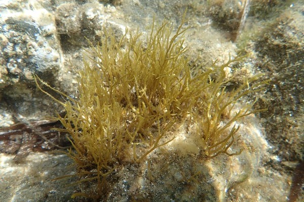 Estrella Damm intends to restore a marine forest in the Cap de Creus Natural Park