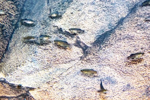 Fartet, pez mediterrani en perill d'extinció