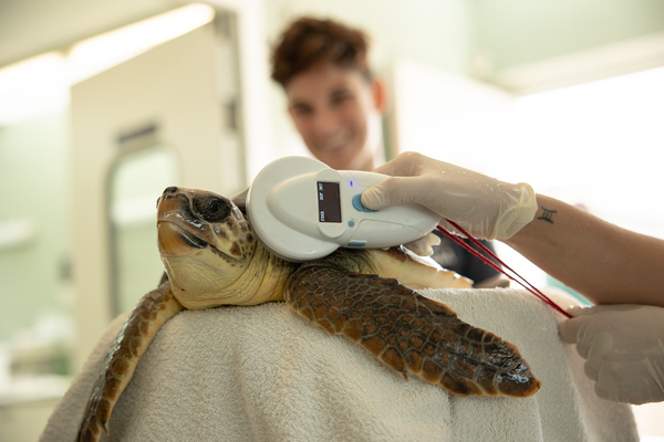 La Fundación CRAM y Damm liberan a la tortuga marina “Inedit” en la playa del Prat de Llobregat