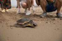 INEDIT TORTUGA