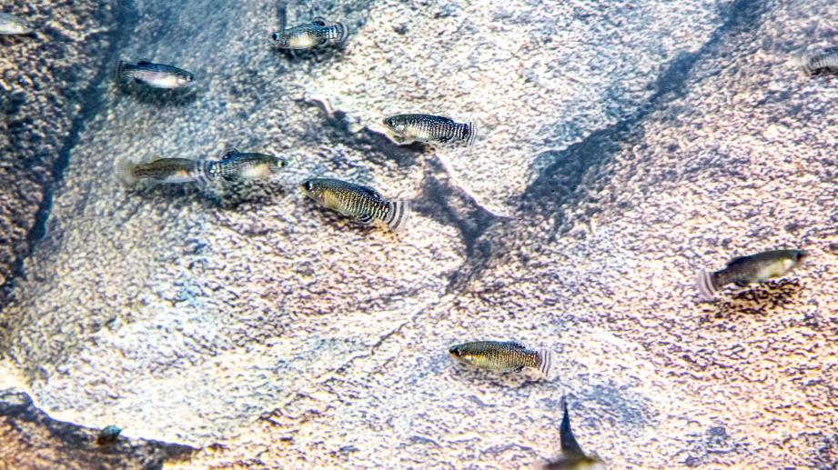 biodiversitat marina