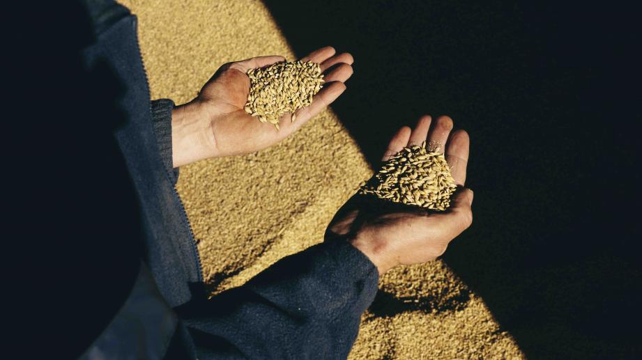 hands with barley