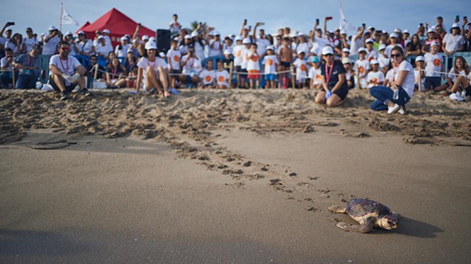 liberación de una tortuga marina